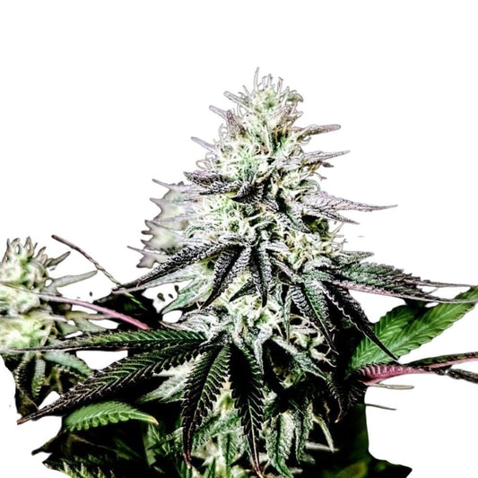 Pure Instinto Samen feminisiert Pure Ice Cream 26% THC 3 Samen + 1 Gratis