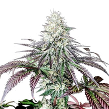 Pure Instinto Samen feminisiert Garlic Cookies 28% THC 3 Samen + 1 Gratis