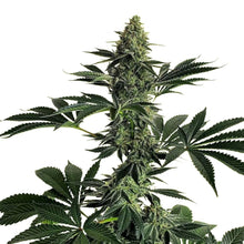 Pure Instinto Samen feminisiert Lemon Storm 25% THC 3 Samen + 1 Gratis