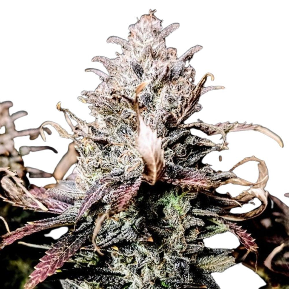 Pure Instinto Samen feminisiert Mimosa 27% THC 3 Samen + 1 Gratis