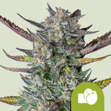 Royal Queen Seeds Samen Purple Punch Auto (3 Samen)