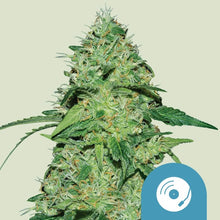 Royal Queen Seeds Samen CBD Joanne's feminisiert (1 Samen)