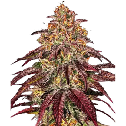 Barney's Farm - 3 Samen Auto