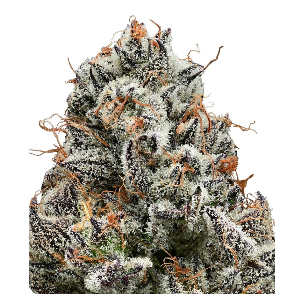 Barney's Farm - 3 seeds packs