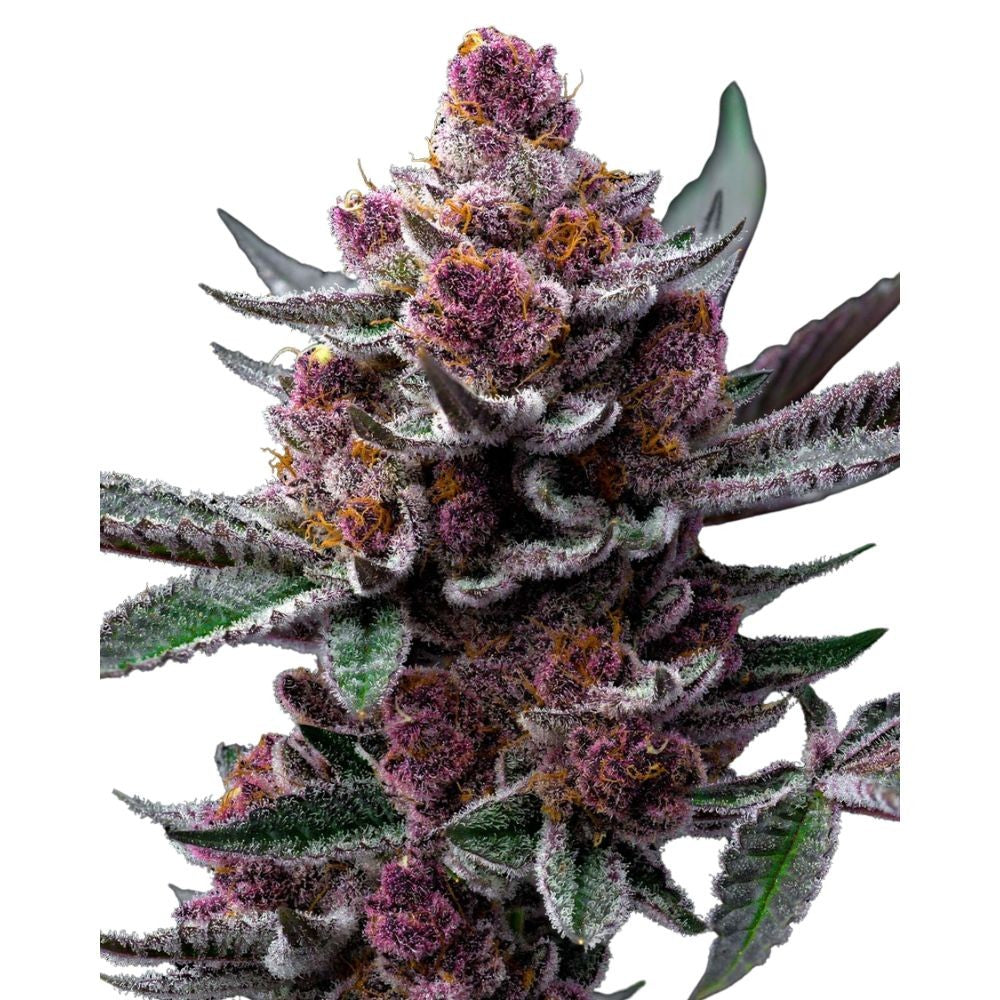 Barney's Farm - 3 seeds packs