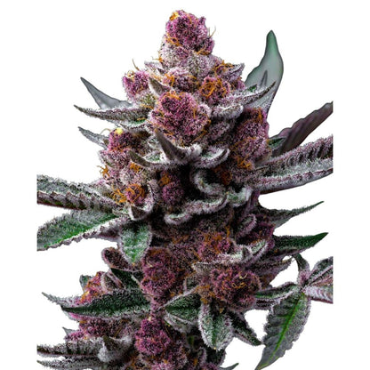 Barney's Farm - 3 seeds packs