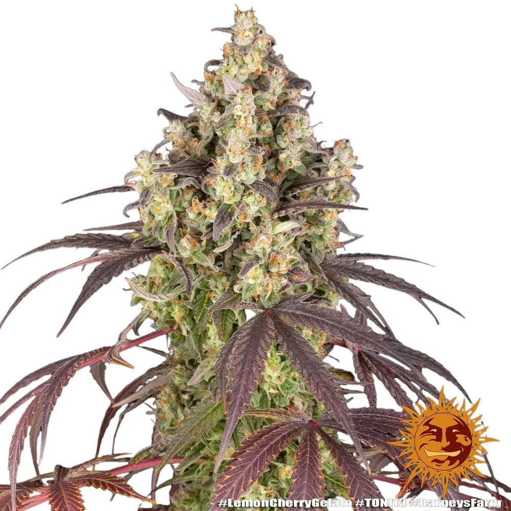 Barney's Farm - 3 seeds packs