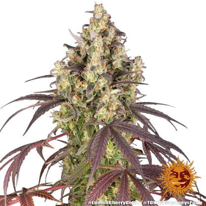 Barney's Farm - 3 seeds packs