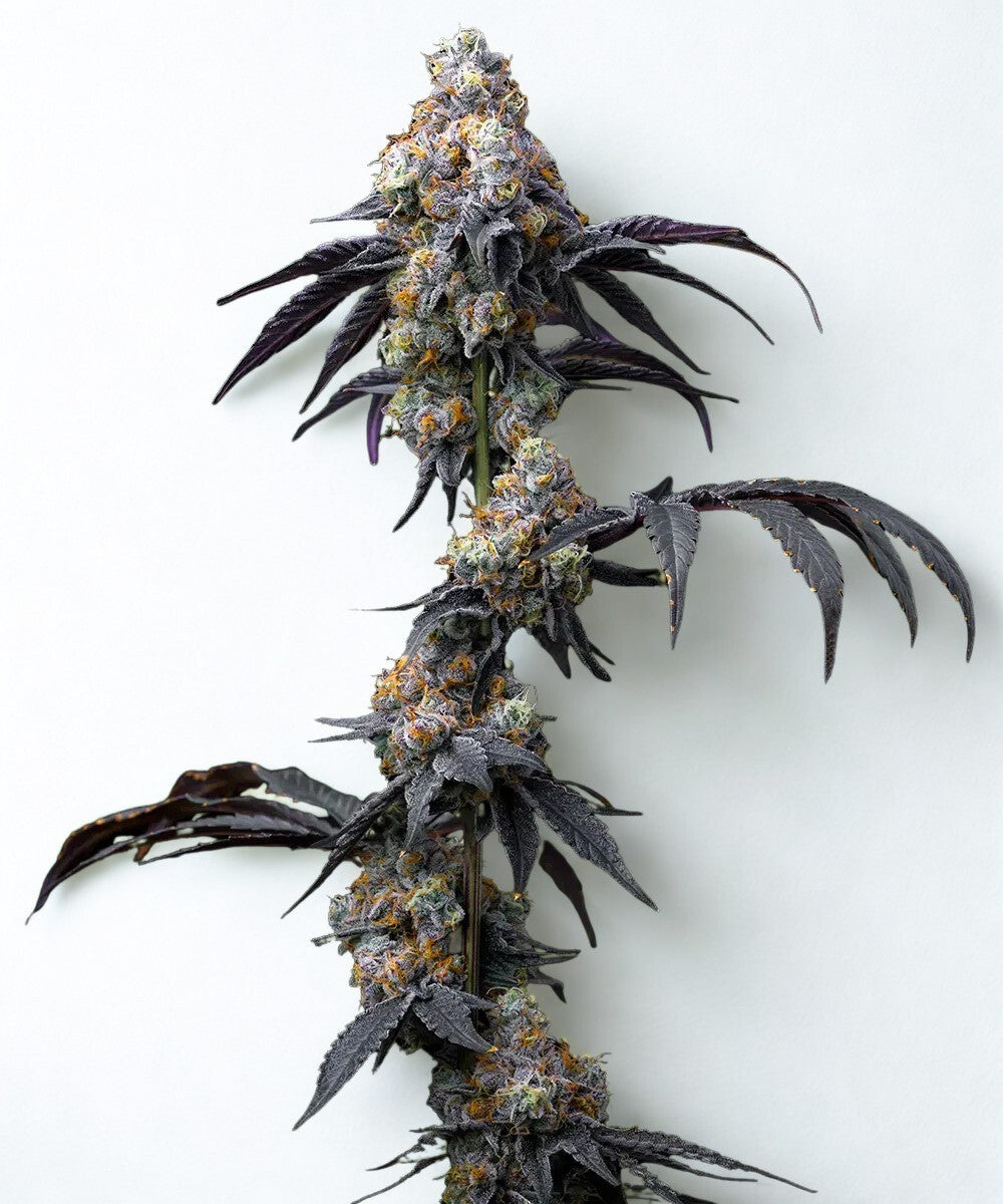 Barney's Farm - 3 seeds packs