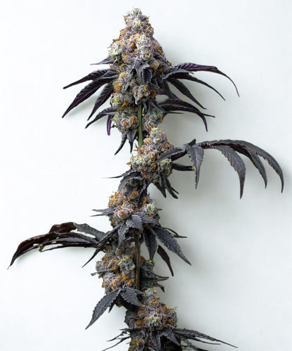 Barney's Farm - 3 seeds packs