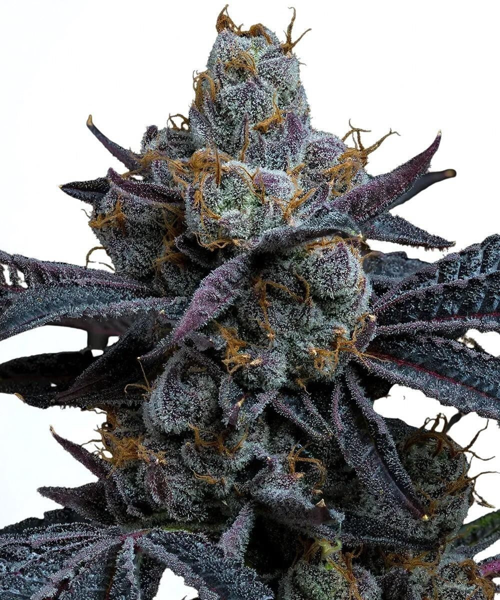 Barney's Farm - 3 seeds packs