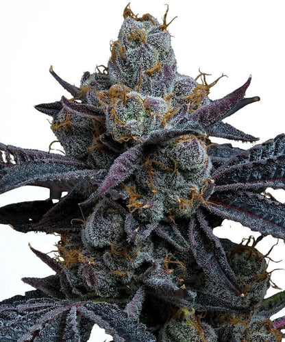 Barney's Farm - 3 seeds packs