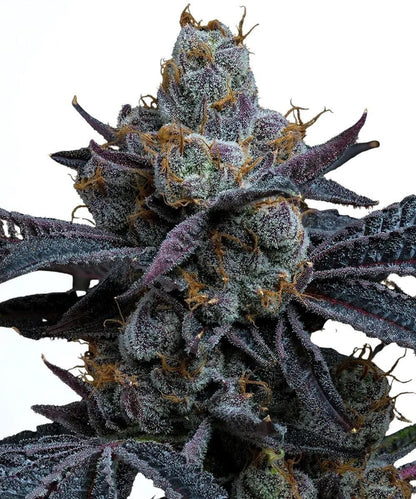 Barney's Farm - 3 seeds packs
