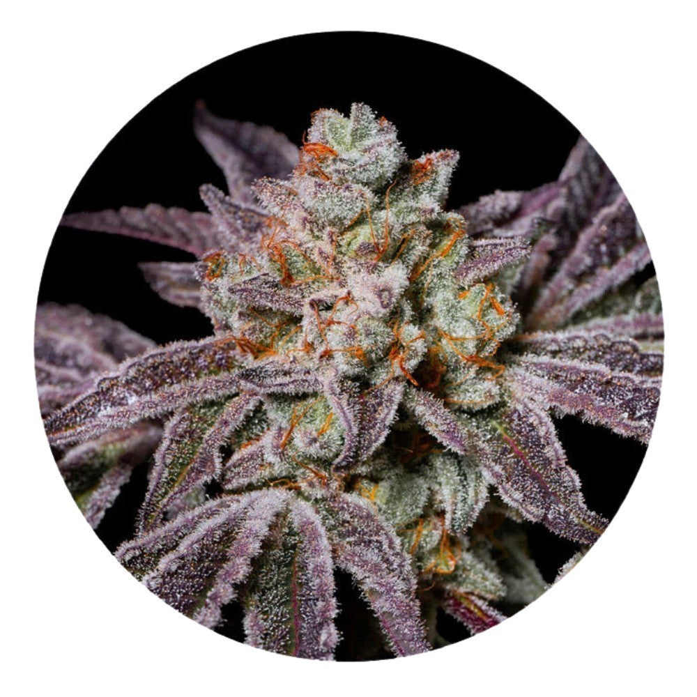 Pure Instinto Samen feminisiert Insanity OG 30% THC 3 Samen