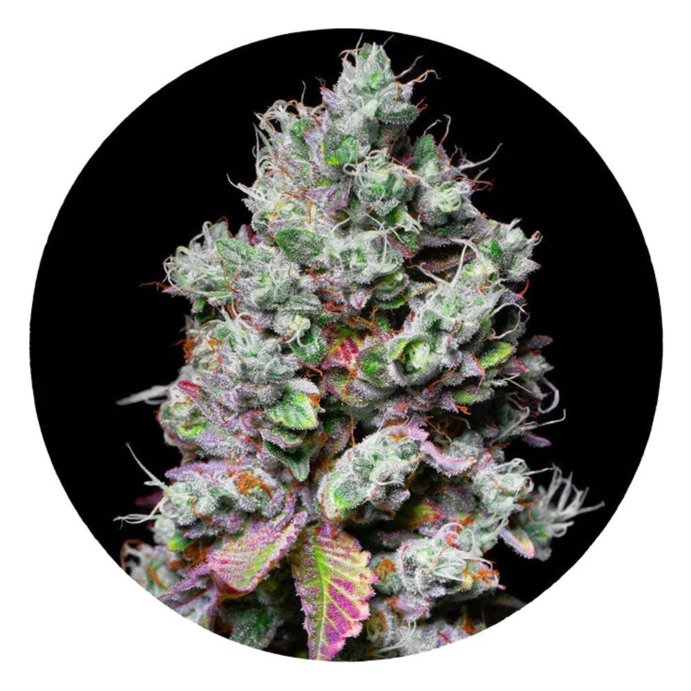 Pure Instinto Samen feminisiert Mochi 28% THC 3 Samen