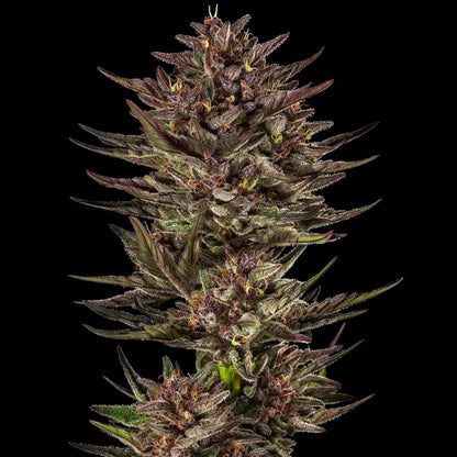 Barney's Farm - 3 Samen Auto