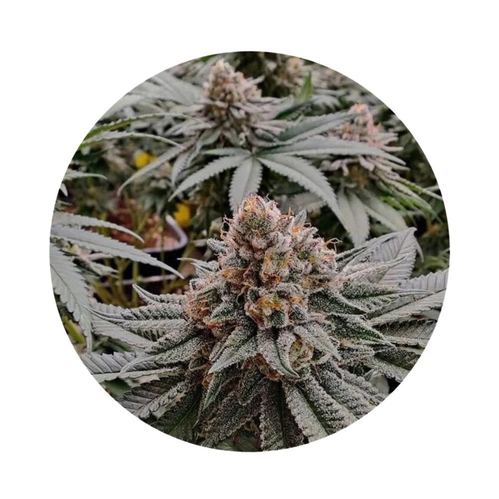 Pure Instinto Samen Autoflowering