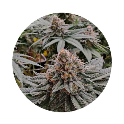 Pure Instinto Samen Autoflowering