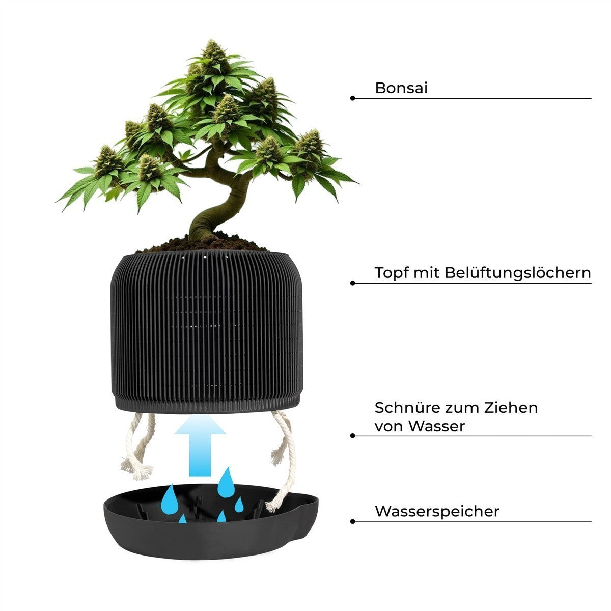 CannaBonsai Growing Kit - Komplettset Schwarz / Pineapple Express