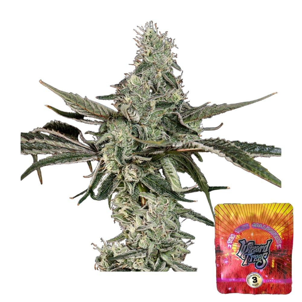 Wizard Trees Samen feminisiert