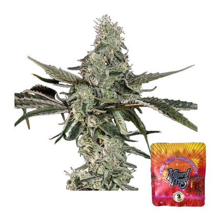 Wizard Trees Samen feminisiert