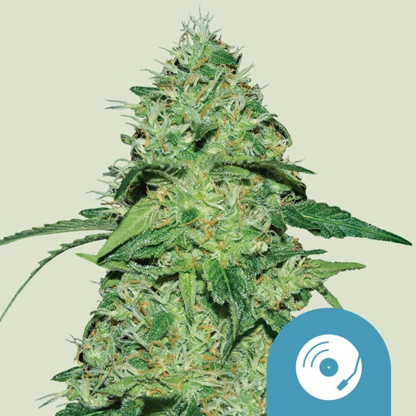 Royal Queen Seeds Hanfsamen Joanne's CBD Feminisiert (Hoher CBD-Gehalt)