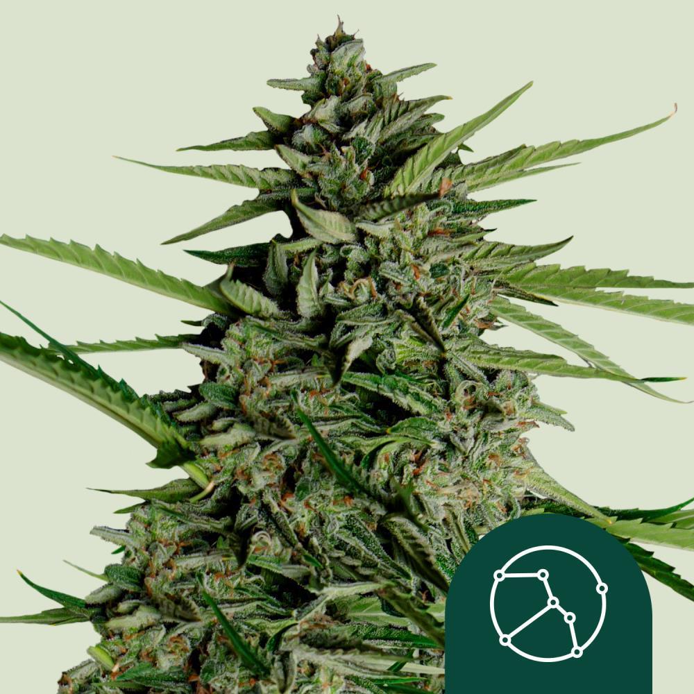 Royal Queen Seeds Hanfsamen Orion F1 Auto