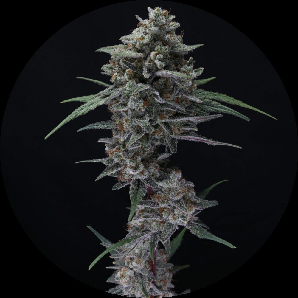 Pure Instinto Samen Autoflowering