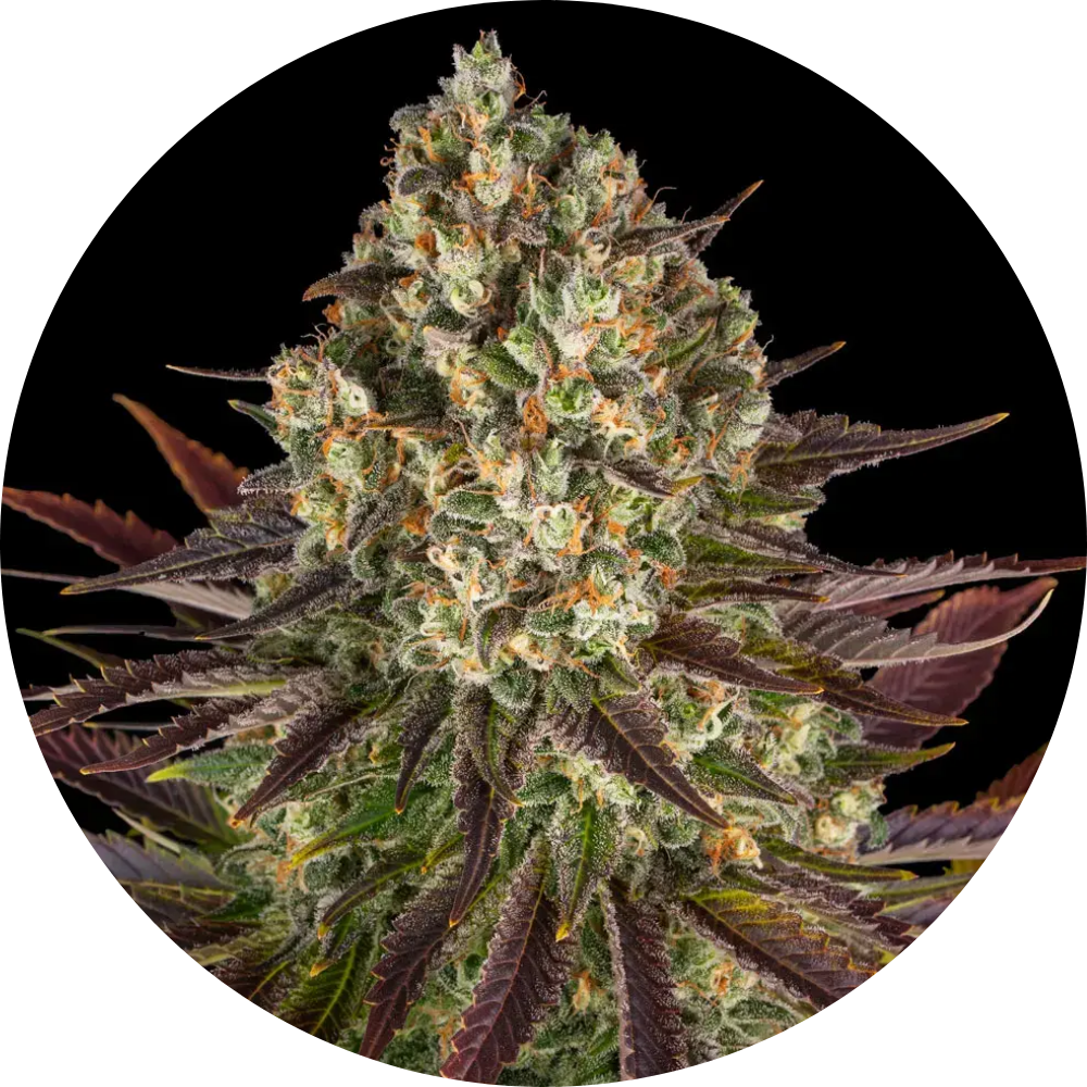 Barney's Farm - 3 Samen Fem