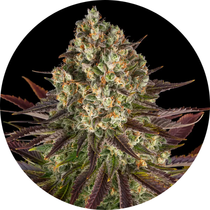 Barney's Farm - 3 Samen Fem