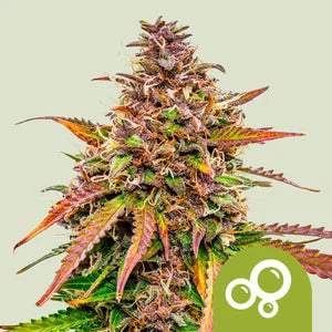 Royal Queen Seed Bubble Kush Automatic 3 Samen