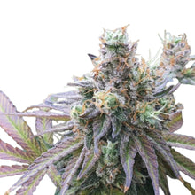 Steckling CBD