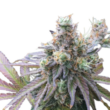 Steckling CBD