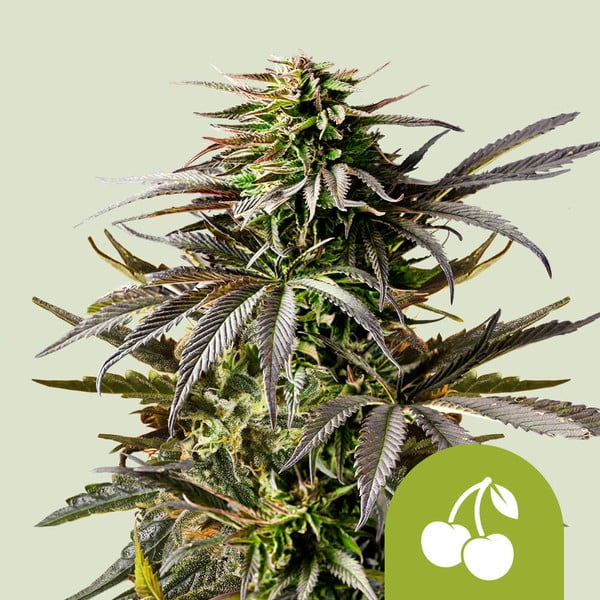Royal Queen Seeds Samen Cherry Pie Auto (1 Samen)