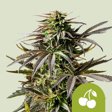 Royal Queen Seeds Samen Cherry Pie Auto (1 Samen)