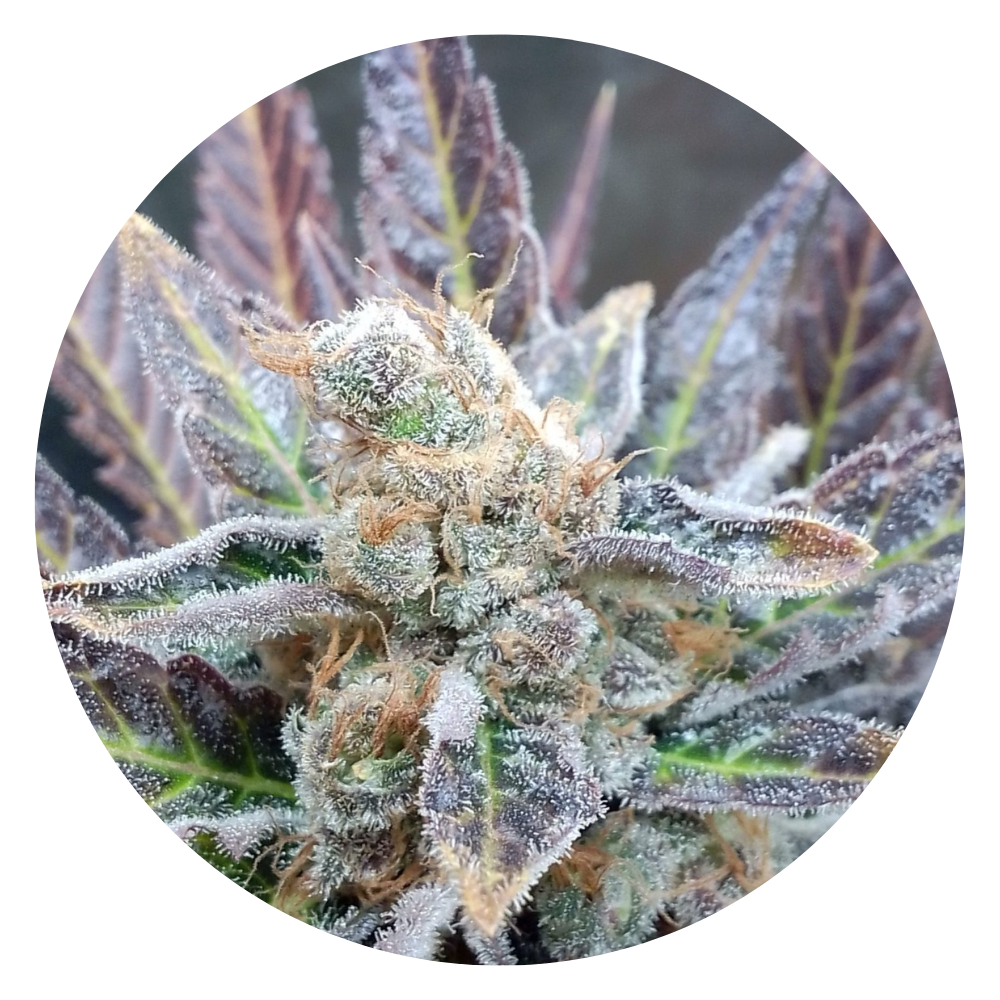 Pure Instinto Samen feminisiert Cherry Cookies 24% THC 5 Samen + 2 Gratis