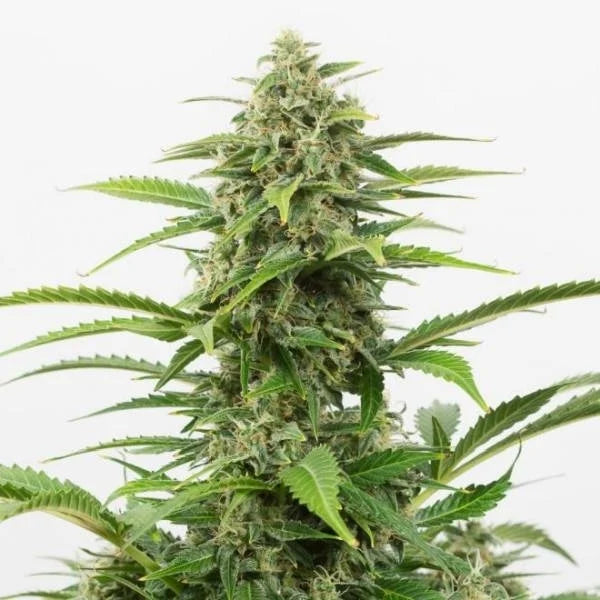 100 % feminisierte Autoflowering Critical+ Cannabissamen