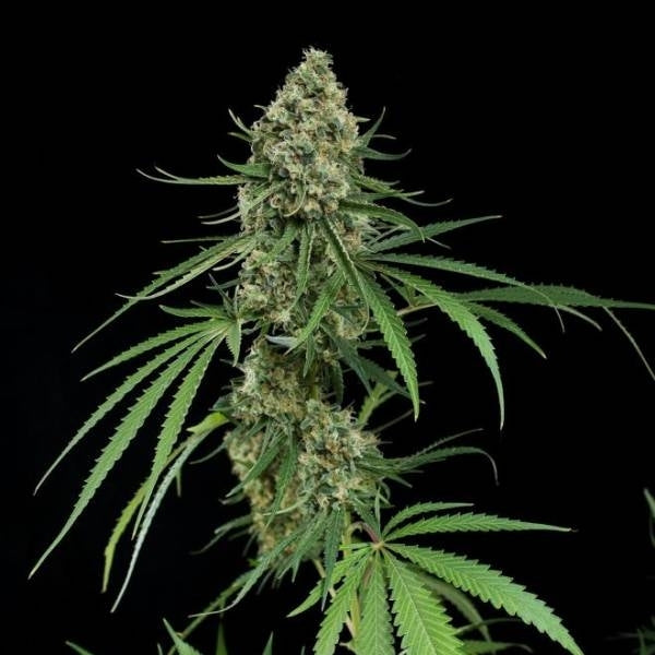 100 % feminisierte Critical Impact Cannabissamen