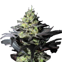 Pure Instinto Samen feminisiert Peanut Butter Cookies 30% THC 1 Samen