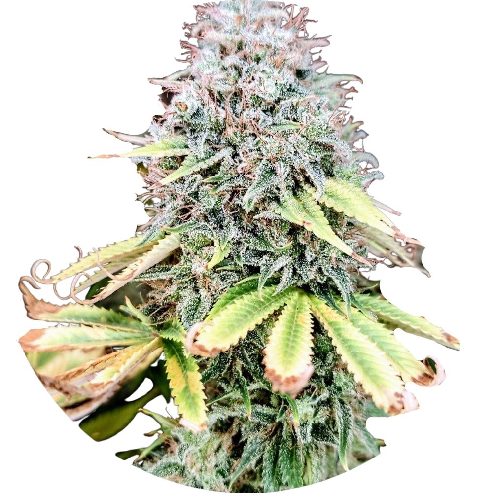 Pure Instinto Samen feminisiert Apple OG 25% THC 5 Samen + 2 Gratis