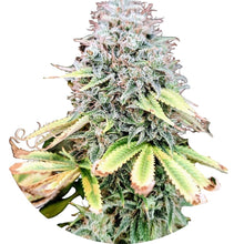 Pure Instinto Samen feminisiert Apple OG 25% THC 5 Samen + 2 Gratis