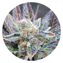 Pure Instinto Samen feminisiert Cherry Cookies 24% THC 3 Samen + 1 Gratis