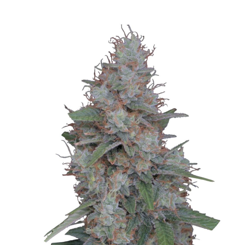 Pure Instinto Samen feminisiert Honeyed Cream Dream 22% THC 3 Samen + 1 Gratis
