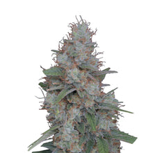 Pure Instinto Samen feminisiert Honeyed Cream Dream 22% THC 3 Samen + 1 Gratis