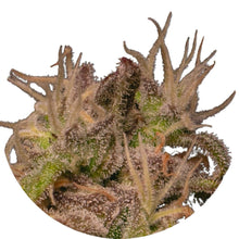 Pure Instinto Samen feminisiert Forbidden Fruit Cake 27% THC 1 Samen