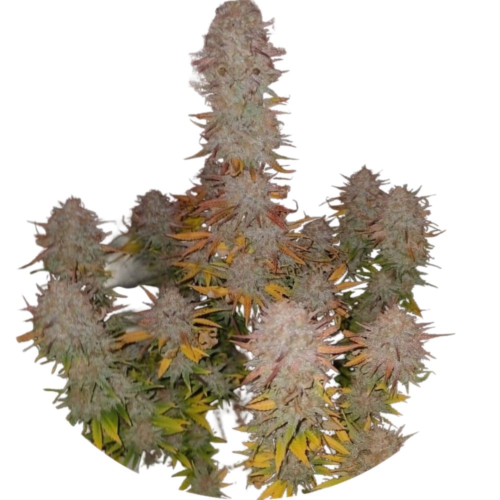 Pure Instinto Samen feminisiert Sticky Gorilla #4 28% THC 1 Samen