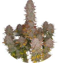 Pure Instinto Samen feminisiert Sticky Gorilla #4 28% THC 3 Samen + 1 Gratis