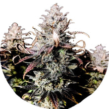 Pure Instinto Samen feminisiert Mimosa 27% THC 1 Samen