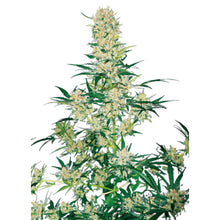Hempodia AK49 - 3 Seeds