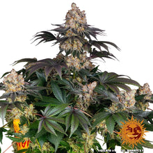 Hempodia Gelato Autoflowering - 3 Seeds